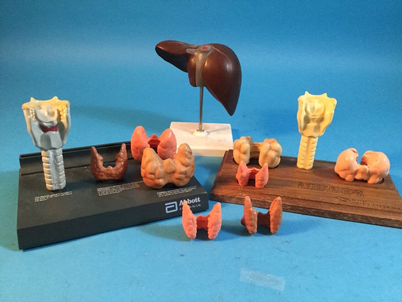 For Sale ABBOTT / SYNTHROID Diseased organs display model: incomplete