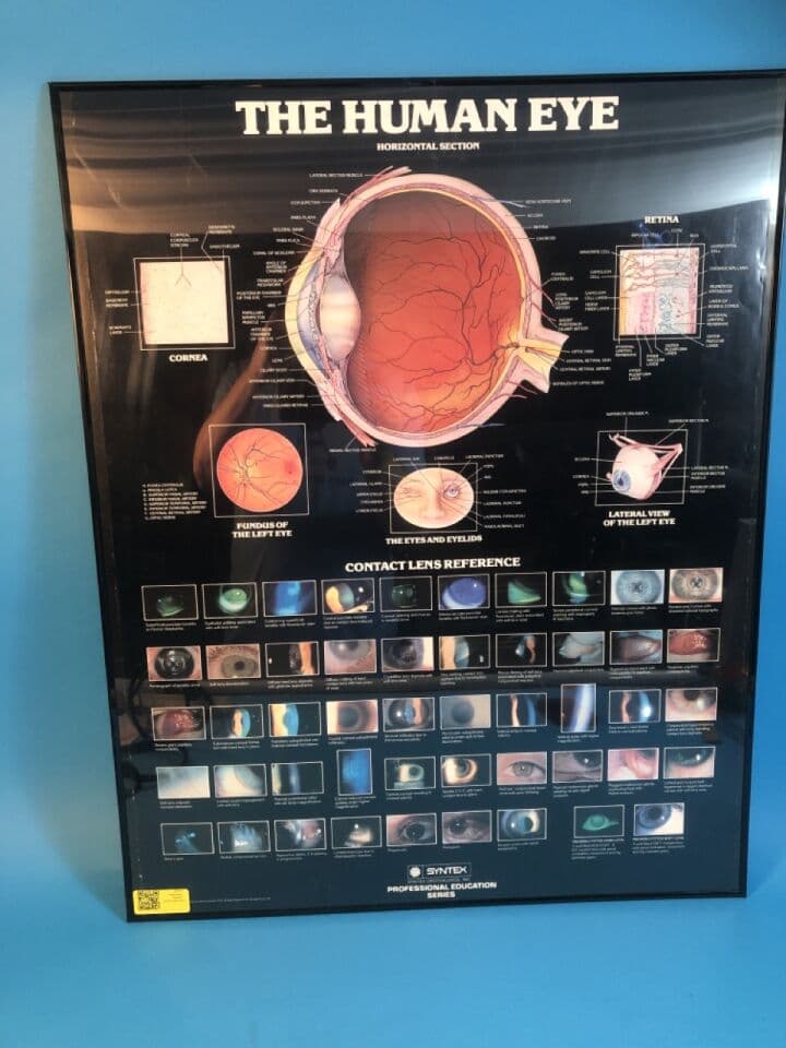 For Sale SYNTEX Horizontal Section Poster Human Eye