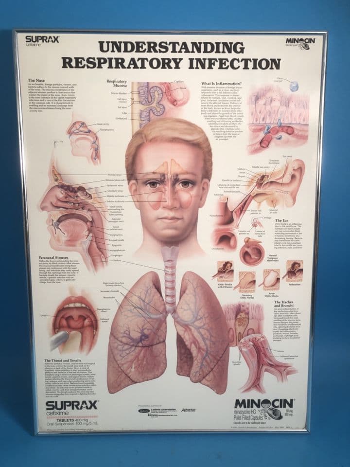 For Sale LEDERLE 3414-3 Understanding Respiratory Infection Poster
